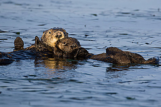 海獭,母亲,幼仔,蒙特利湾,加利福尼亚