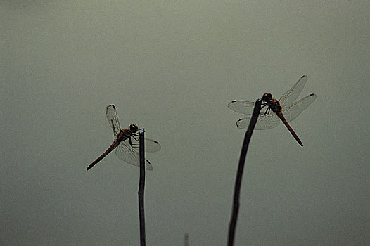 两个,蜻蜓,枝条
