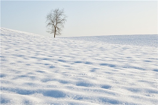 树,雪地