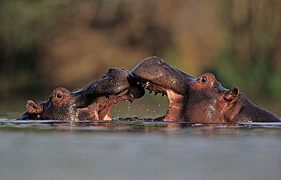 河马,争斗,克鲁格国家公园,南非,非洲