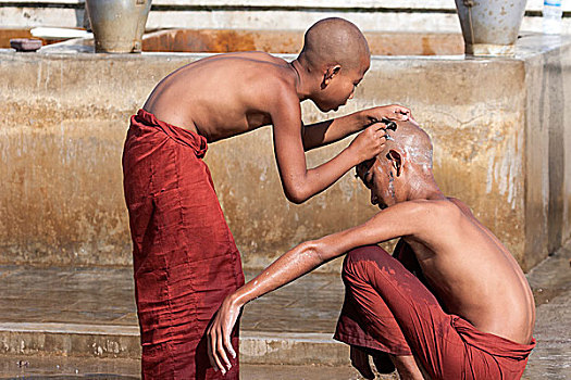 新信徒,僧侣,头部,剃,寺院,靠近,掸邦,茵莱湖,缅甸,亚洲