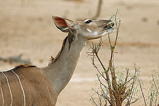 大捻角羚,灌木,红嘴牛椋鸟,挑选,颈部,南卢安瓜国家公园,赞比亚,非洲