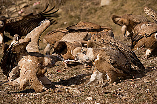 粗毛秃鹫,兀鹫,争执,上方,腐肉,比利牛斯山脉,西班牙,欧洲