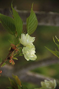 樱花