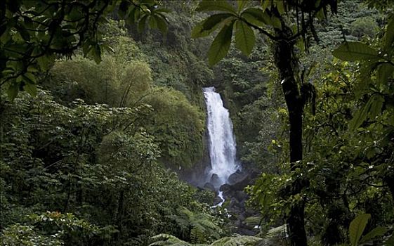 瀑布,树林,特拉法尔加,罗索,多米尼加