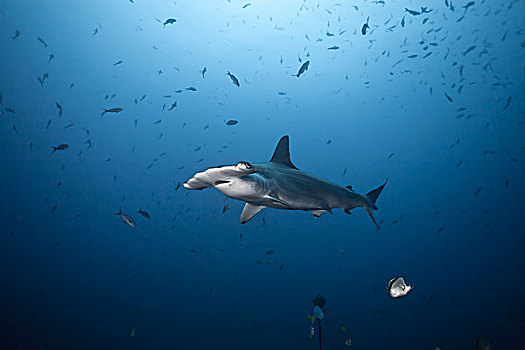 圆齿状,槌头双髻鲨,路氏双髻鲨,岛屿,哥斯达黎加,北美