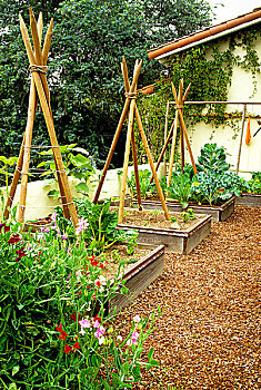 菜园,种植,香豌豆花,花椰菜,甜菜,罗勒,向日葵属