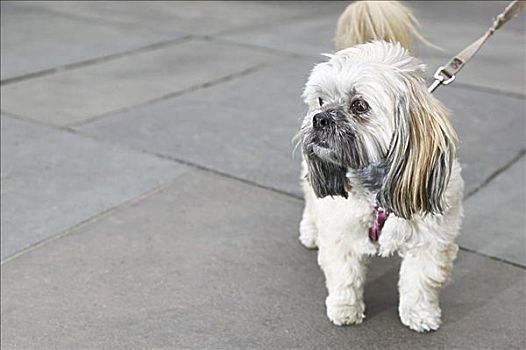 梗犬,公路