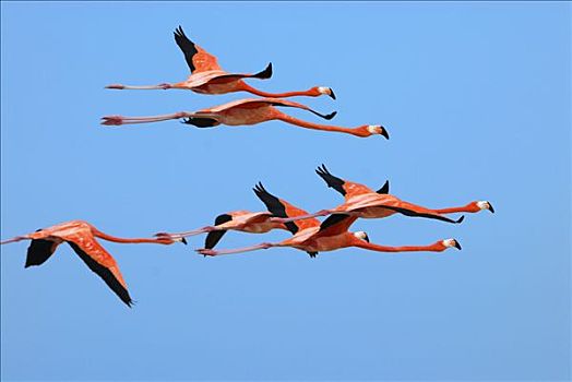 大红鹳,火烈鸟,群,飞,尤卡坦半岛,墨西哥