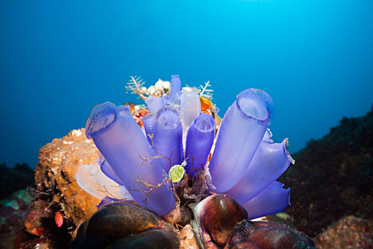 蓝色,被囊动物,珊瑚礁,巴厘岛,印度尼西亚
