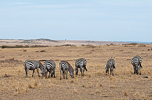 牧群,斑马,马,放牧,马赛马拉国家保护区,裂谷,肯尼亚,非洲