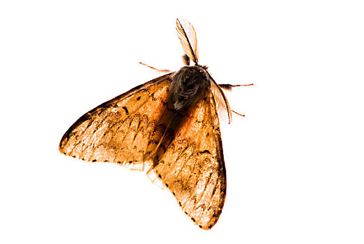 透明翅膀图片_透明翅膀图片大全_透明翅膀图片素材