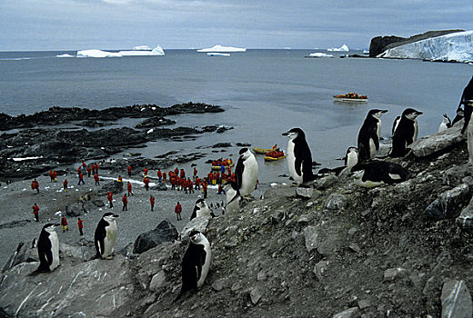 南极,帽带企鹅,大象,岛屿,游客,背景