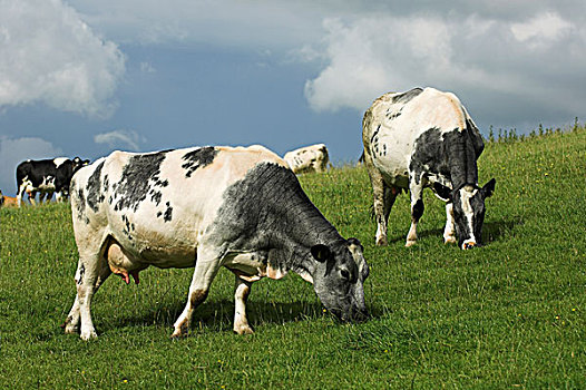 比利时,蓝色,菜牛,放牧,坎布里亚