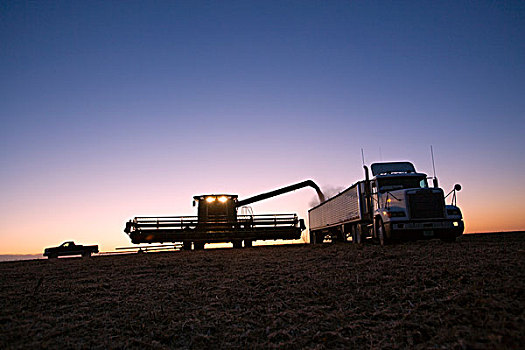 农业,联合收割机,新鲜,收获,大豆,谷物,卡车,日落,靠近,北国,明尼苏达,美国