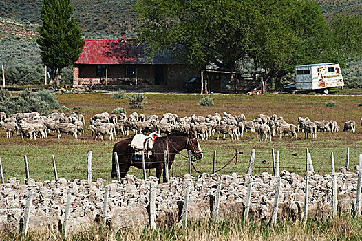 羊群,汇集,畜栏,马,栅栏,农场,省,阿根廷