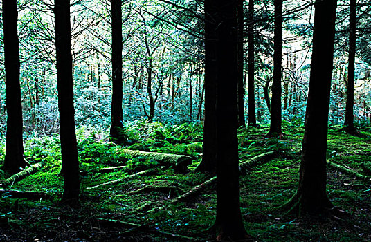 树林,高地,苏格兰