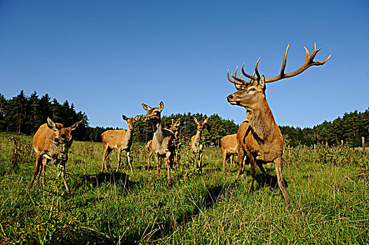 鹿属,鹿,牧群,土地,巴伐利亚,德国