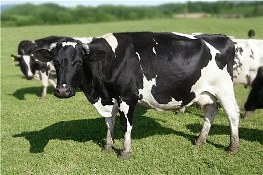 母牛,草地,牛