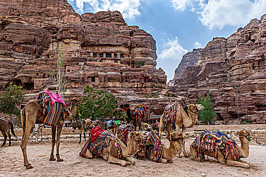 骆驼,休息,山谷,红色,砂岩,悬崖,纳巴泰,石头,洞穴,庙宇,佩特拉,约旦