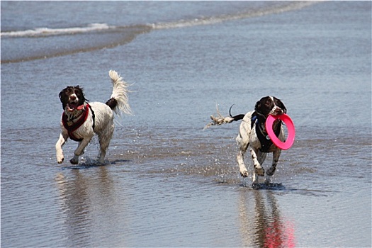 工作,输入,英国史宾格犬,宠物,猎犬,沙滩