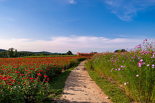 中国长春莲花山生态旅游度假区花海景观