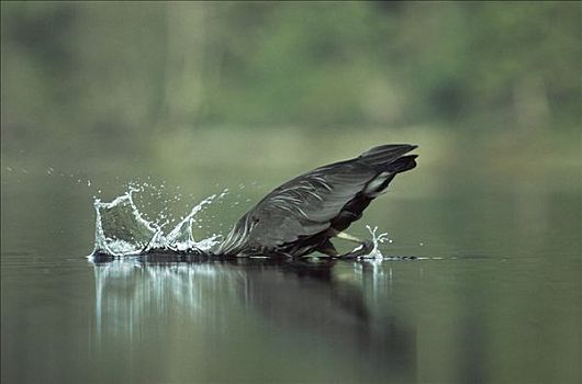 大蓝鹭,惊人,鱼,不列颠哥伦比亚省,加拿大