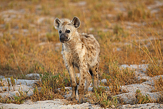 斑鬣狗,朴素,国家公园,赞比亚,非洲