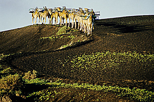 加纳利群岛,兰索罗特岛,蒂玛法雅国家公园,骆驼