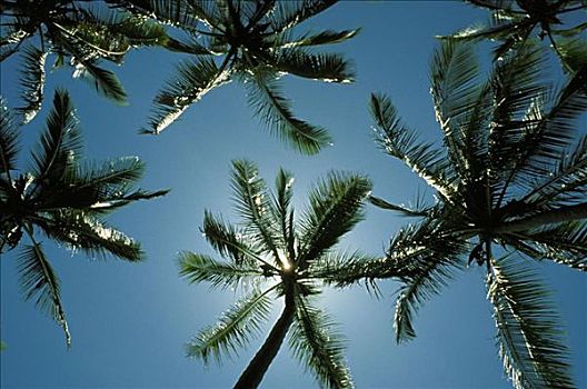 夏威夷,棕榈树,阻挡,太阳,蓝天