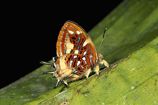 蝴蝶,哥伦比亚