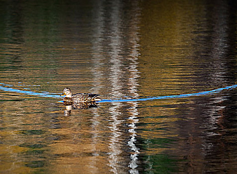 鸭子,漂浮,秋天,湖水,蓝色,痕迹