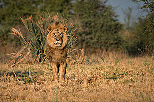 雄性,狮子,向外看,站立,大幅,尺寸