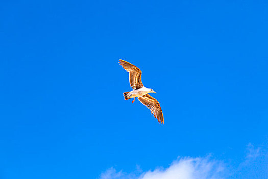 海鸥,飞,蓝天