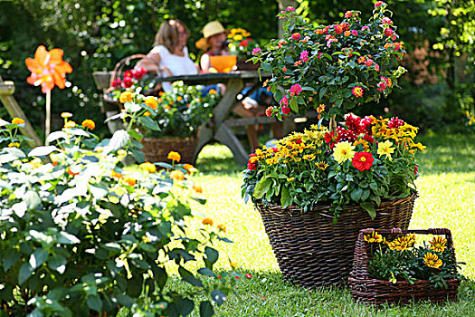 马樱丹属,太阳帽,大丽花,花,容器,黄雏菊属植物
