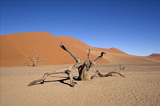沙丘,死,干枯,树,前景,纳米布沙漠,索苏维来地区,纳米比亚,非洲