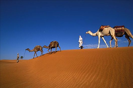 单峰骆驼,跋涉,区域