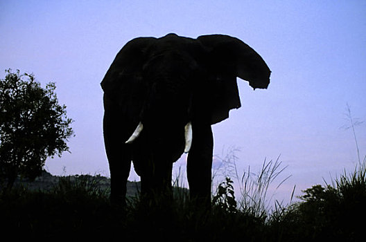 肯尼亚,马赛马拉,大象,雄性动物,剪影,夜空