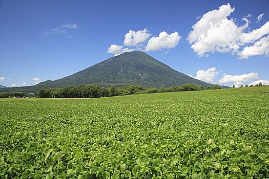 红豆,地点,山