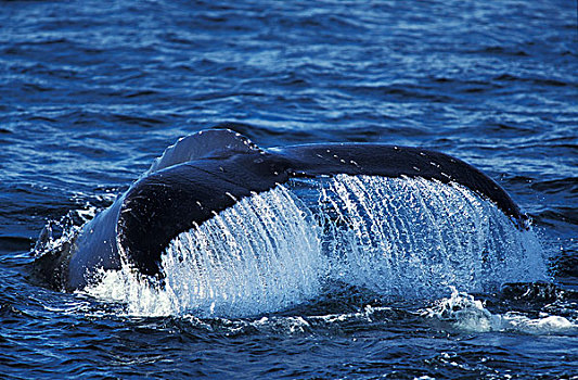 鲸,大翅鲸属,鲸鱼,尾部,水面,阿拉斯加