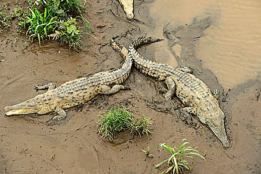 鳄鱼,河,哥斯达黎加,中美洲
