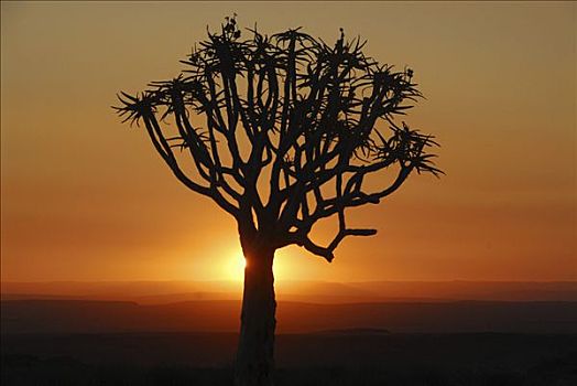 箭筒树,芦荟,日落,鱼河峡谷,纳米比亚