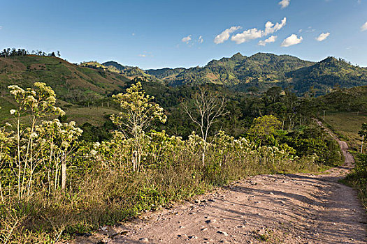 土路,热带,植被,尼加拉瓜,中美洲