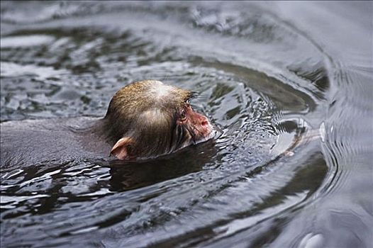 幼仔,日本猕猴,游泳