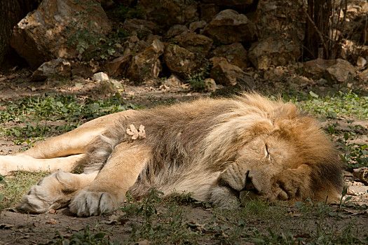 沉眠的狮子图片