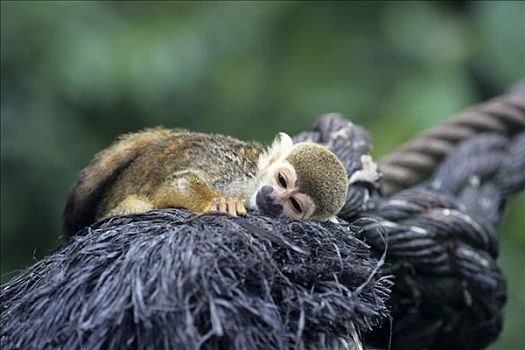 卧,松鼠猴,幼仔