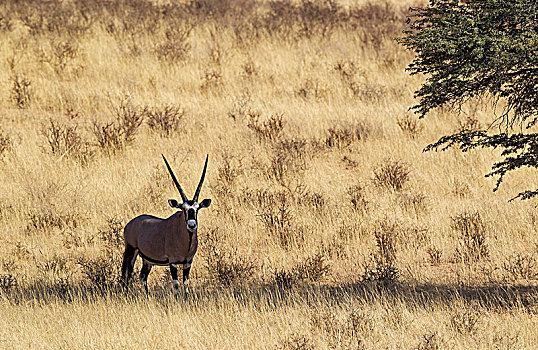 南非大羚羊,羚羊,雄性,休息,荫凉,树,刺槐,卡拉哈里沙漠,卡拉哈迪大羚羊国家公园,南非,非洲