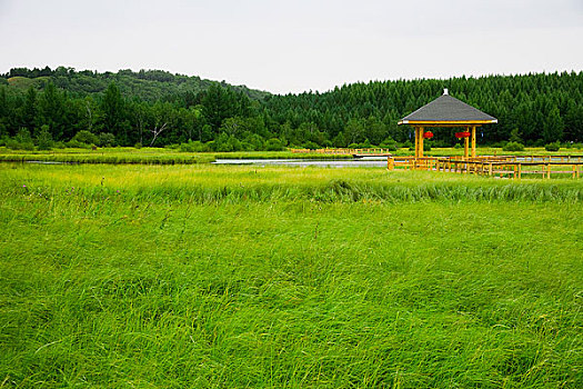 内蒙,坝上,乌兰木统,乌兰木统草原,红山,军马场,草原,草地