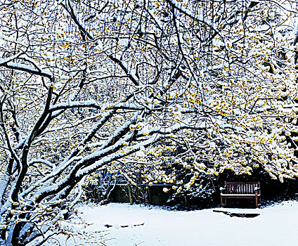 金缕梅属,积雪,花园