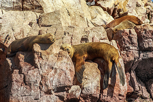 四个,海豹,睡觉,岩石上,岛屿,帕拉加斯,国家公园,秘鲁